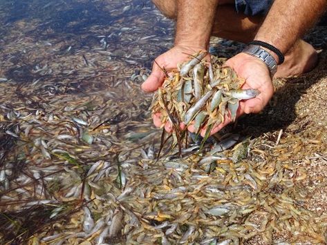 Peces y crustáceos muertos en el mar Menor, en una imagen del 13 de octubre Post Human, Techno House, Live Set, Electronic Music, Ox, South America, No 1, New World, Music