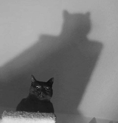 Cat Batman, Batman Cat, Batman Mask, Funny Looking Cats, I'm Batman, Cat Meow, Im Batman, Cute Cats And Dogs, Cats Meow