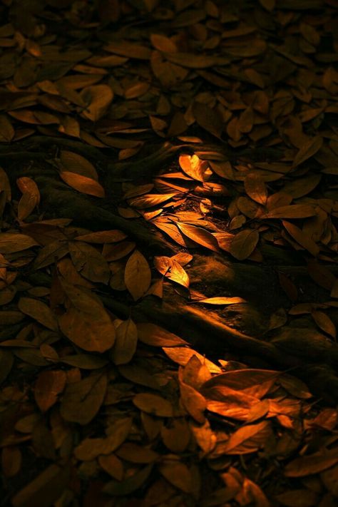 Brown Eyes Aesthetic, Autumn Leaves Art, Desen Anime, Over The Garden Wall, Brown Aesthetic, Autumn Aesthetic, Leaf Art, Autumn Photography, Aesthetic Photo