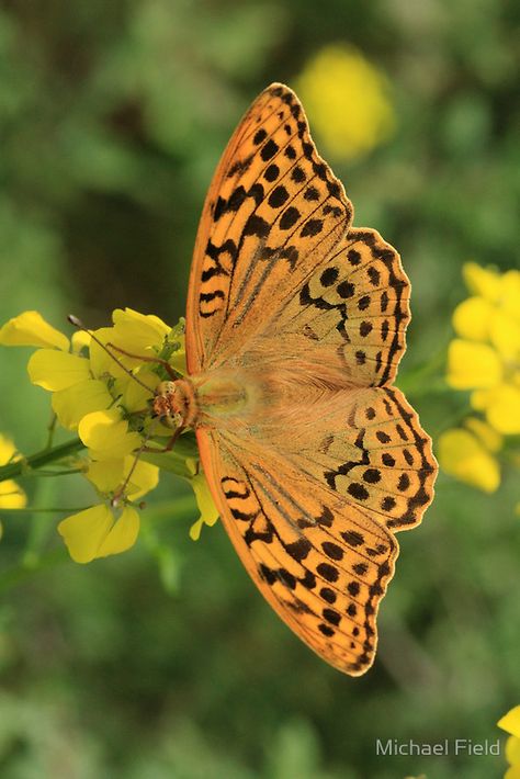 Butterfly Games, Fritillary Butterfly, Butterfly Beautiful, Types Of Butterflies, Northern Africa, The Defenders, Butterfly Species, Flying Flowers, Butterflies Flying