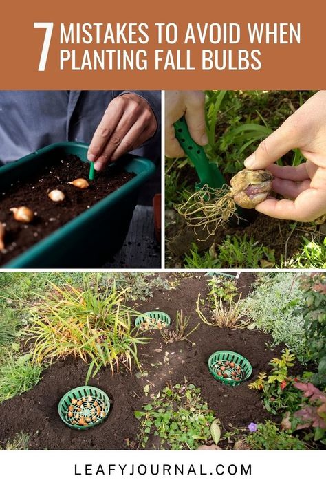 Avoid these 7 Common Mistakes for a Beautiful Fall Bulb Garden! 🍂 Learn how to plant your bulbs like a pro and enjoy a vibrant burst of autumn blooms. Discover tips and tricks to ensure a stunning garden this season! Planting Spring Bulbs In Fall, Winter Bulbs Outdoors, How To Plant Bulbs In Fall, Fall Bulbs To Plant, Planting Fall Bulbs, Fall Bulb Planting Design, Flower Bulbs To Plant In Fall, Bulb Planting Guide, Fall Bulbs To Plant Perennials