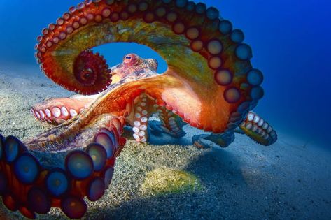 The multitude of colors in this octopus - 9GAG Octopus Photography, Foto Macro, Deep Sea Creatures, Octopus Art, Beautiful Sea Creatures, Aquatic Animals, Amazing Pictures, Sea Monsters, Marine Animals