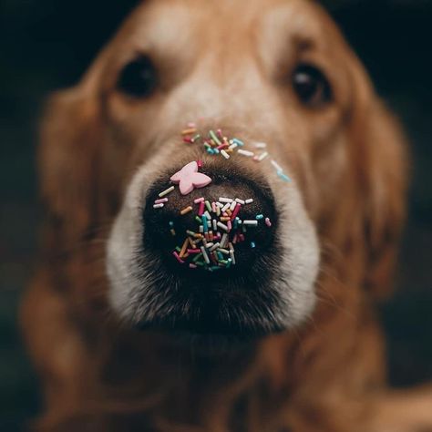 Dog Birthday Photoshoot, Dog Photoshoot Pet Photography, Dog Photoshoot, Dog Nose, Puppy Photos, Cute Animal Photos, Dog Birthday, Dog Photography, Birthday Photoshoot