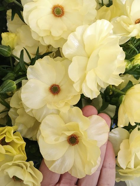 Ranunculus Garden, Butterfly Ranunculus, Ranunculus Bouquet, Decor Studio, Shade Flowers, Yellow Butterfly, Cactus Flower, Tea Roses, Greenhouses