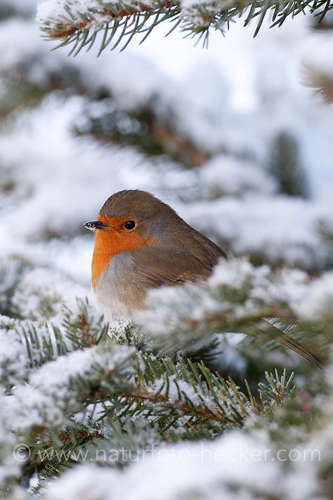 Winter Szenen, Winter Bird, Winter Animals, Nature Birds, Winter Scenery, Bird Pictures, Pretty Birds, Little Birds, Sweet Animals