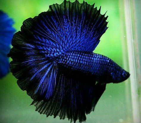 Beautiful Blue & Black Betta Fish Siamese Fish, Breeding Betta Fish, Betta Fish Types, Betta Fish Care, Betta Tank, Betta Fish Tank, Beta Fish, Halfmoon Betta, Fish Care