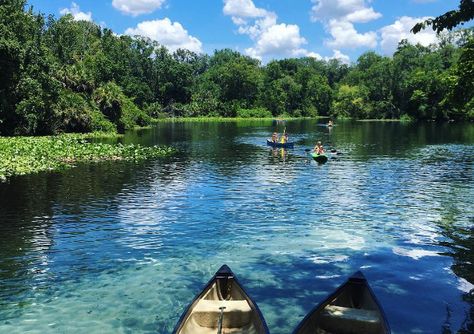 Wekiva Springs State Park 20 mins north of downtown Orlando, Florida. Clear waters are great for swimming, snorkeling, and kayaking. Photo: IG gus.azv Blue Springs State Park, Visit Orlando, Orlando Theme Parks, Orlando Parks, Florida Springs, Kayak Camping, Downtown Orlando, Orlando Vacation, Kayak Trip