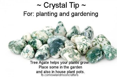 crystal tip Stones In The Garden, Help Plants Grow, Tree Agate Crystal, Crystal Seashells, Tree Magic, House Plant Pots, Spirit Gifts, Crystal Power, Crystal Healer