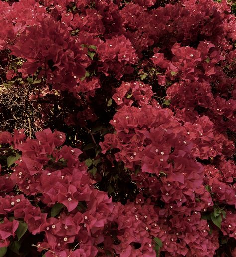 an aesthteic picture of a pink bougainvillea flower, captured in spain. Buganvilla Aesthetic, White Bougainvillea Aesthetic, Bougainvillea Photography, Bougenville Flowers Aesthetic, Pink Bougainvillea Aesthetic, Enjoy Your Life, Bougainvillea, Spain, Pink