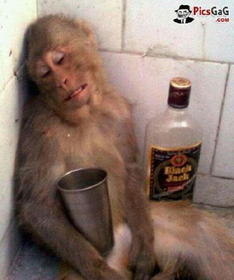 Funny Monkey Videos, Monkey Funny Videos, Monkey Videos, Funny Monkey Pictures, Monkey Memes, Monkey Banana, Funny Monkey, Monkey Pictures, Funny Animal Photos