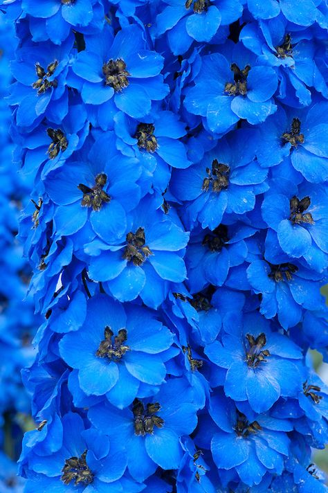 July Flowers, Delphinium Flowers, Blue Delphinium, Blue And Purple Flowers, My Art Studio, Beautiful Flowers Pictures, Spring Has Sprung, Delphinium, Love Blue