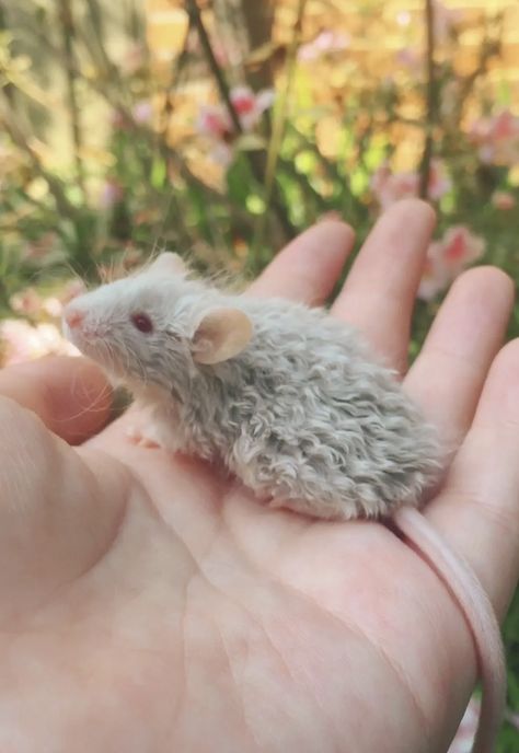 Curly Hair Mouse Mice, Curly Haired Mice, Curly Haired Mouse, Curly Rat, Curly Mice, Curly Mouse, Hair Rat, Fancy Mouse, Pretty Pets