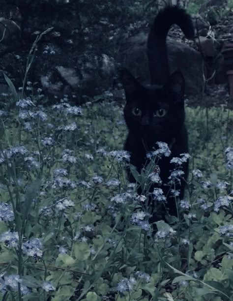 Cottagecore Black Cat, Black Cat In Nature, Black Cat Outside, Catcore Aesthetic, Black Cats Aesthetic, Black Cat Flowers, Cottage Core Cat, Cute Dark Aesthetic, Starflesh Core