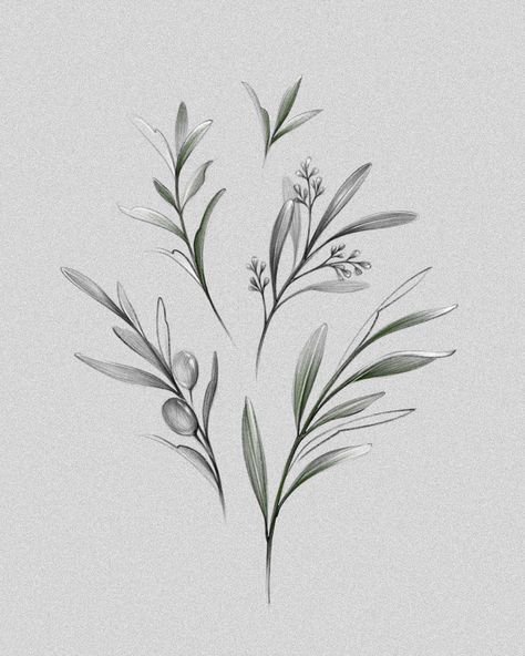 Sage Tattoo Design, Olive Tattoo Design, Olive Sketch, Olive Tree Tattoos, Olive Tattoo, Flower Tat, Tattoo Desings, Scrapbook Art, Tattoo Art Drawings