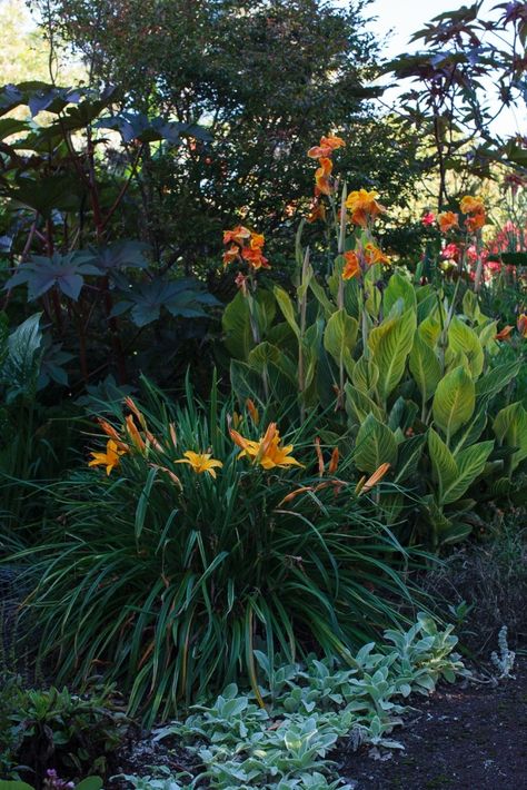 Garden Visit: Beverley McConnell’s 12 Acres of Eden Canna Lily Garden, Daylily Garden, Tropical Garden Design, Tropical Backyard, Lily Garden, Day Lilies, Evergreen Plants, Agaves, Plants And Flowers