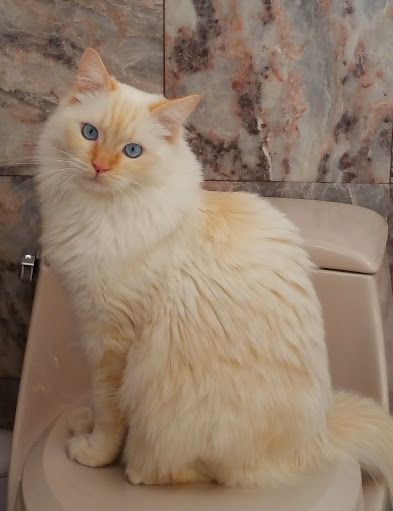 Red Ragdolls | Ragdoll Cat Breed Colors | Flame Point Ragdoll Cream Point Ragdoll Cat, Ragdoll Cat Orange, Ragdoll Cat Cream, Cream Point Ragdoll, Flamepoint Ragdoll Cat, Cream Ragdoll Cat, Color Point Cat, Red Ragdoll Cat, Flamepoint Cat