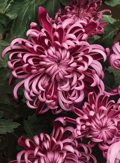 Crythanthimum Flowers, Chrysanthemum Flower Bouquets, Crysantenum Flower, Chrysanthemum Indicum, Flower References, Chrysanthemum Bouquet, Chrysanthemum Plant, November Flower, Japanese Chrysanthemum