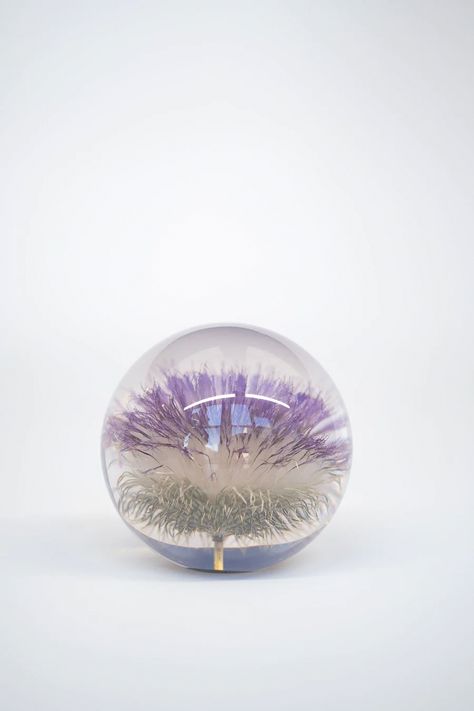 Resin globe paperweight featuring thistle flower, botanical specimen paperweight, floral paperweight, Cirsium vulgare Resin Globe, Gem Tutorial, Dandelion Paperweight, Something Creative, Thistle Flower, Dandelion Seed, Polyester Resin, Tutorial Video, Paperweights