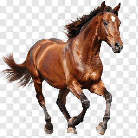 the art of horse running understanding gaits and movement horse running equine gait galloping png Horses Galloping, Horse Running, Horse Profile, Horse Galloping, Mobile Photo Editing, Mobile Photo, Transparent Image, Png Transparent, Free Png