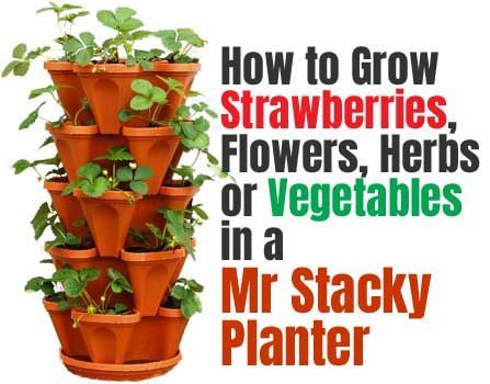 Do you want to grow fruit, vegetables or herbs at home in a small amount of space? The Mr Stacky Planter has 5 levels of stackable pots, and its freestanding design lets you set it up virtually anywhere. Mr Stacky Planting Ideas, Stackable Planters Ideas, Stackable Garden Planters, Stacking Planter Ideas, Dollar Tree Stackable Planters Ideas, Mr Stacky, Stackable Garden, How To Grow Strawberries, Herbs At Home