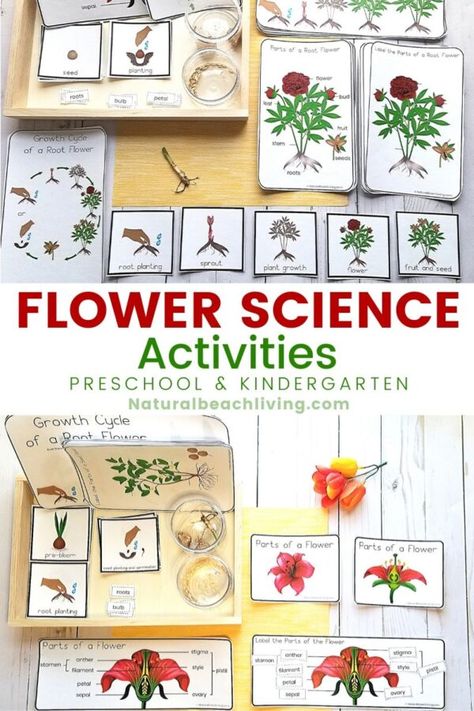 These Flower Theme Preschool and Kindergarten Activities are perfect for Spring and summer learning. Whether you want a Preschool Flower Unit Study, Montessori activities for Spring, or even Flower Science Activities your Children will love these fun hands on activities. Flowering And Non Flowering Activities, Flowers Activity For Kindergarten, Flower Parts Preschool, Montessori Flower Activities, Flower Unit Study, Spring Montessori Activities Preschool, Preschool Flower Activities, Flower Theme Preschool, Parts Of A Flower Preschool