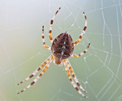 21 Most Common SPIDERS in Maine! (ID Guide) European Nursery, Giant House Spider, Common Spiders, Woodlice, Spider Venom, Crab Spider, Types Of Spiders, Spider Species, House Spider