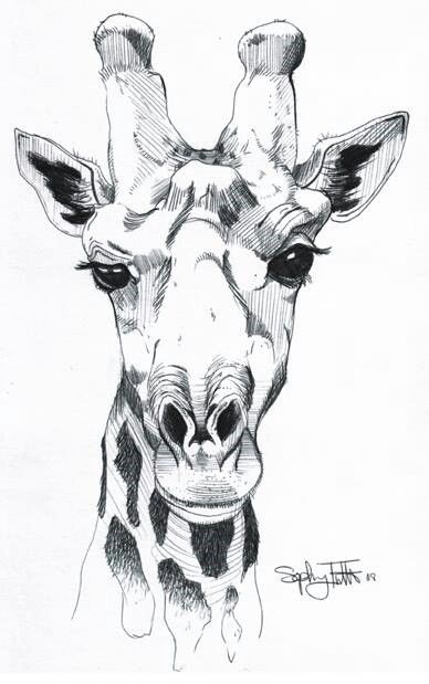 Giraffe drawing Black And White Giraffe Drawing, Giraffe Pencil Drawing, Animal Drawings Giraffe, Drawing A Giraffe, Line Drawing Giraffe, Giraffe Drawing Sketches, Girafe Drawings, Giraffe Drawing Pencil, Giraffe Line Drawing