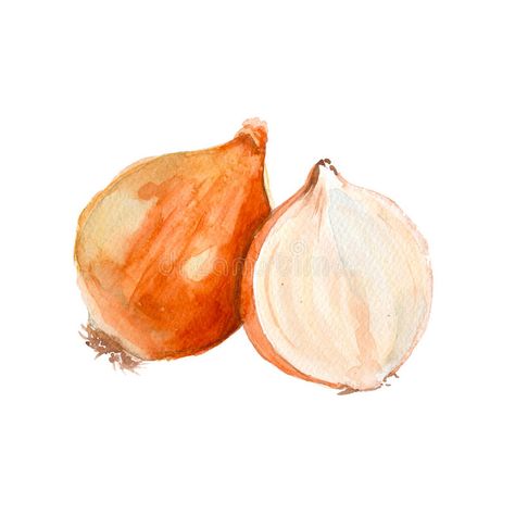 Onion. Isolated. Watercolor illustration. vector illustration Onion Drawing, Watercolor Poppies, Watercolor Images, Banner Printing, Food Drawing, Canvas Home, Paint Set, Featured Artist, Art Classes