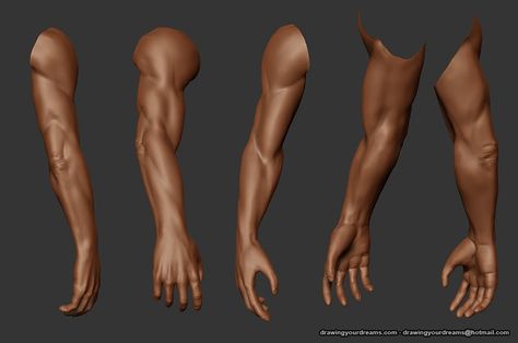 arm anatomy Full Arm Reference, Arm Photo Reference, Arms Anatomy, Arm Anatomy, Figure Drawing Tutorial, Human Anatomy Reference, Anatomy Studies, Arm Model, Face Anatomy