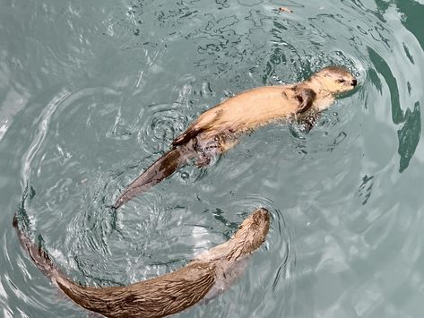 Otter Twitter Header, Otter Astethic, Cute Otter Aesthetic, Sea Otter Aesthetic, Otters Aesthetic, Aesthetic Otter, Otter Aesthetics, Kyla Core, Siren Witch