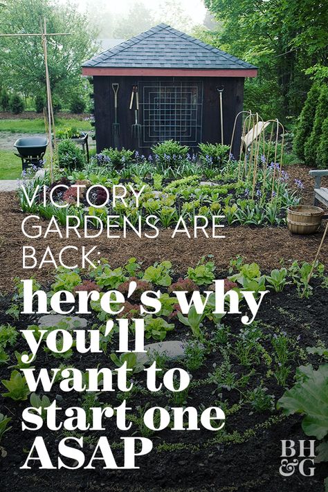 Small Victory Garden, Beginning Gardening Layout, Victory Garden Ideas, Amish Garden Layout, Victory Garden Layout, First Time Garden, Potager Garden Ideas, Victory Garden Plans, Start A Garden For Beginners