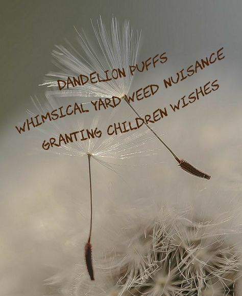 Dandelion