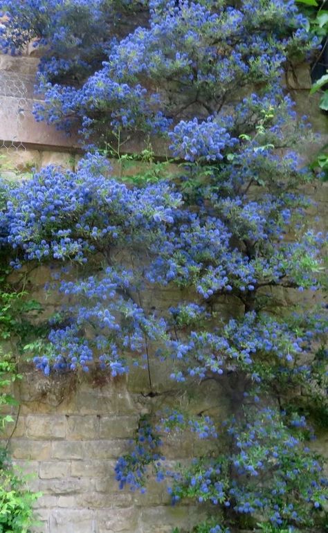 Tree With Blue Flowers, Californian Lilac, Outside Plants, Blue Garden, House Landscape, Courtyard Garden, Back Garden, Flowering Trees, Garden Spaces