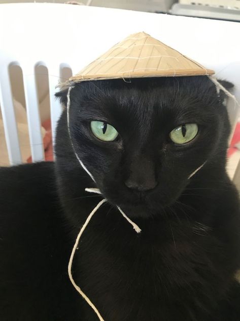 Black Cat With Cowboy Hat, Cute Black Cat Aesthetic, Black Cat Personality, Black Cat Icon, Black Cat Funny, Cat With Hat, Asian Cat, Black Cat Aesthetic, Funny Black Cat