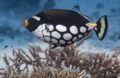 Clown triggerfish, Rainbow Reef, Fiji. Photo: Michael S. Johnson. Clown Triggerfish, Pond Fish, Fish Aquarium, Aquarium Fish, Art Class, Art Classes, Fish, Rainbow, Drawings