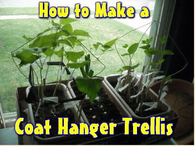 How to Make a Coat Hanger Trellis | Homemade by Jade Hanger Trellis, Money Growing, Types Of Gardens, Metal Coat Hangers, Diy Coat Rack, Black Thumb, Raised Bed Gardening, Trellis Ideas, Diy Trellis