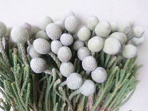 Brunia Berries, Silver Brunia, New York Flower, List Of Flowers, Gerbera Daisy, Hardy Plants, Diy Brides, White Hydrangea, Wholesale Flowers