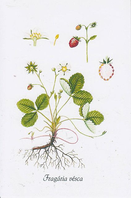 Untitled | Loreta | Flickr Strawberry Flower, Wild Strawberry, Brush Paint, Wild Strawberries, Scientific Illustration, Botanical Illustrations, Botanical Illustration, Botanical Art, Vintage Posters