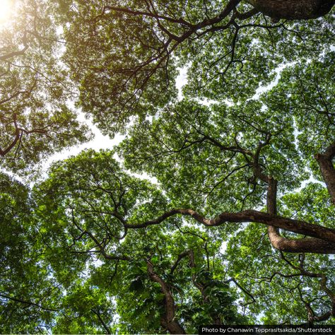 Tree Canopy Illustration, Canopy Of Trees, Crown Shyness, Rainforest Room, Canopy Trees, Rainforest Canopy, Rainforest Trees, Low Angle Shot, Spa Luxury