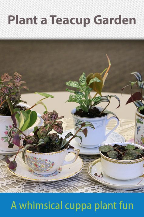 Plants In Teacups, Plants In Tea Cups, Make Centerpieces, Teacup Plants, Teacup Planter, Tea Cup Planter, Tea Cup Centerpieces, Plant A Garden, Flower Farming