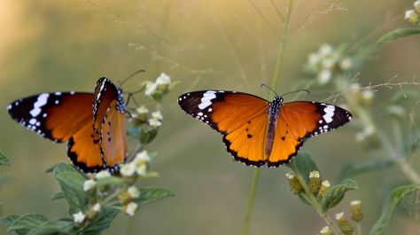 South African Butterflies, African Butterfly, The Butterfly Effect, Living Better, Symbol Of Life, On Safari, Monarch Butterflies, Eastern Cape, Year One