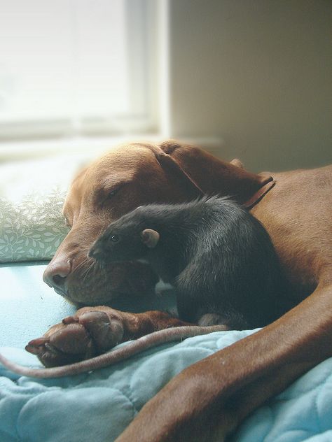 Special friends Odd Animal Couples, Unlikely Animal Friends, Unlikely Friends, Cute Rats, Animals Friendship, Unusual Animals, Pet Rats, Weird Animals, Nature Animals