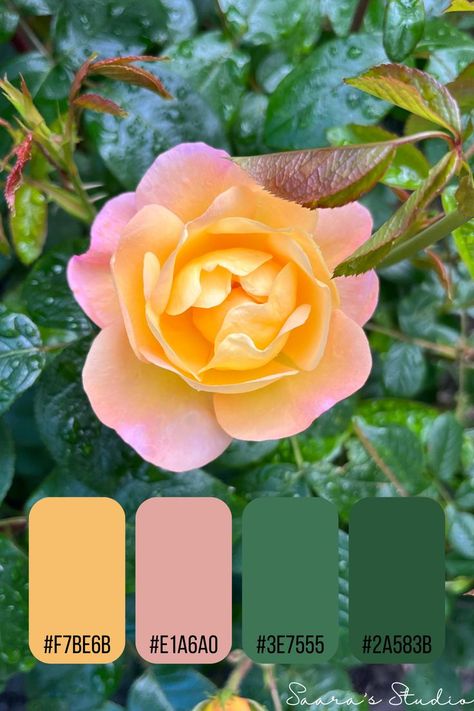 Mustard Pink Green Color Palette, Yellow Pink Green Colour Palettes, Green Orange Pink Color Palette, Pink Green Yellow Color Palette, Green Pink Yellow Color Palette, Orange Pink Green Color Palette, Colors Moodboard, Color Branding, Teal Color Palette