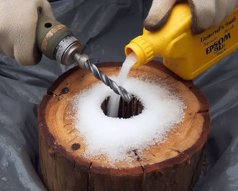 How To Remove Tree Stumps, How To Disguise A Tree Stump, Remove Tree Stump And Roots, How To Remove Tree Stumps Fast, Tree Stump Removal Diy, How To Kill A Tree Stump Fast, How To Decorate A Tree Stump, Under Tree Landscaping Ideas, Tree Stump Killer