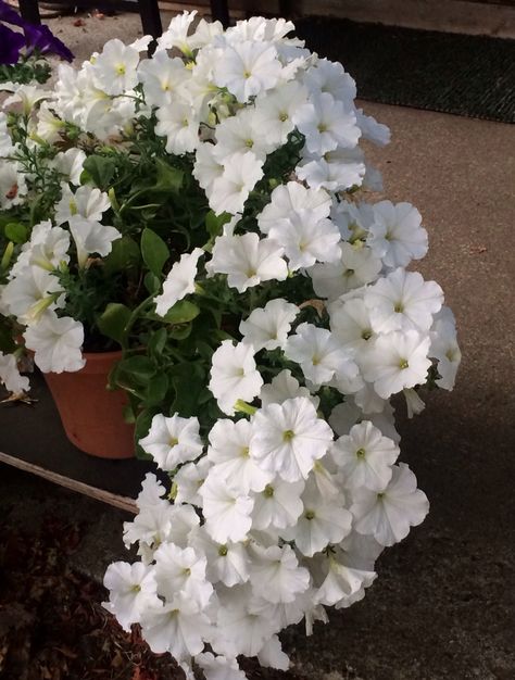 my white petunia bouquet style #lovelovelove Petunia Flower Aesthetic, Petunias Aesthetic, Petunia Aesthetic, Petunia Bouquet, White Petunias, Spider Photo, Petunia Flower, Flower Boquet, Nature Photography Flowers