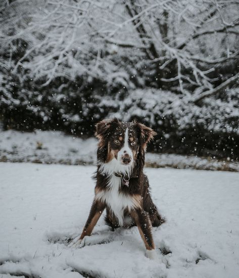 Tree, woodland, forest and dog HD photo by Seth Doyle (@sethdoylee) on Unsplash Winter Wallpaper Hd, Animal Photoshoot, Puppy Images, Dog Photoshoot, Winter Photoshoot, Winter Background, Dog Adventure, Snow Dogs, Winter Animals