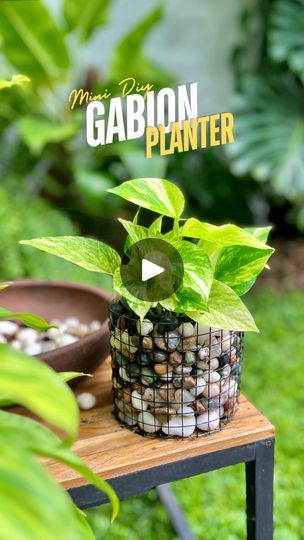 2.2M views · 65K reactions | Mini Gabion Planter🪴 for garden 
◎Materials required
-Mesh
-Pebbles
-Plant in a pot

#gardendiy #gabion | 𝑻𝒉𝒆 𝑮𝒂𝒓𝒅𝒆𝒏𝒆𝒓 𝒃𝒚 𝑭𝒂𝒚𝒂𝒔 | Anirudh Ravichander, Shilpa Rao, Ramajogayya Sastry · Chuttamalle (From "Devara Part 1") [Telugu] Pebble Planter, Caravan Garden, Gabion Planter, Mini Plant Pots, Anirudh Ravichander, Household Plants, The Gardener, Diy Planters, Diy Plants