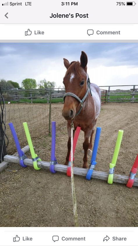 Horse Trail Course, Homemade Horse Obstacles, Diy Horse Trail Obstacles, Obstacle Course For Horses, Patience Pole For Horses Diy, Desensitizing Horses, Horse Obstacle Course, Diy Horse Obstacles, Trail Obstacles For Horses