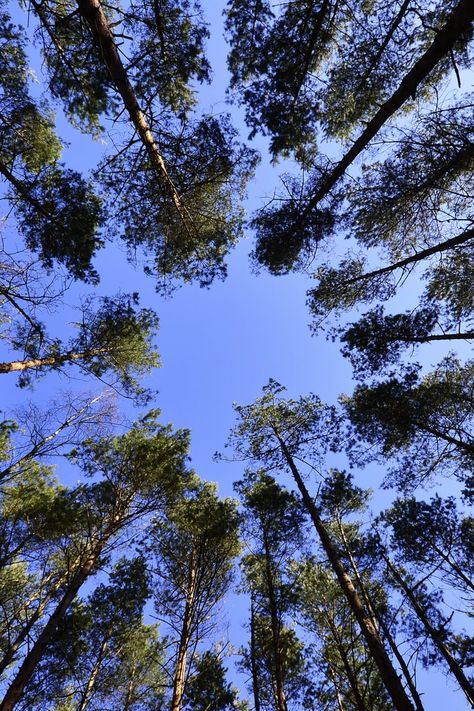 Worms Eye View, Photo Landscape, Wallpaper Sky, Forest Photos, Tree Images, Sky View, Tall Trees, Clear Blue Sky, Ios Wallpapers