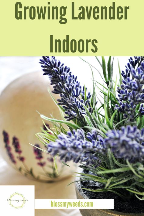 Lavendar Indoor Plant, Lavendar Growing Indoors, How To Care For Lavender Plants Indoors, How To Keep Lavender Alive Indoors, Lavender House Plant, Planting Lavender Indoors, How To Grow Lavender Indoors, Can You Grow Lavender Indoors, Grow Lavender Indoors